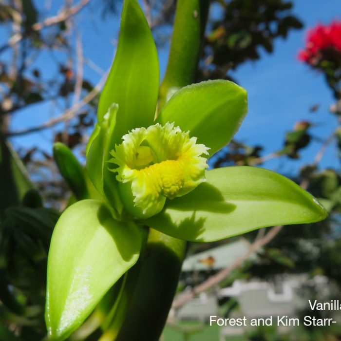 Orchidee-Vanilla-planifolia-quebec