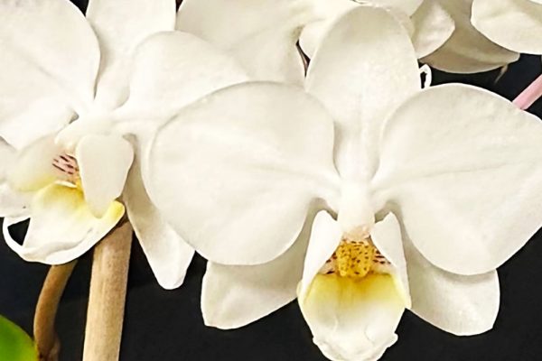Phalaenopsis-Orchidee-Sebastien-Legere