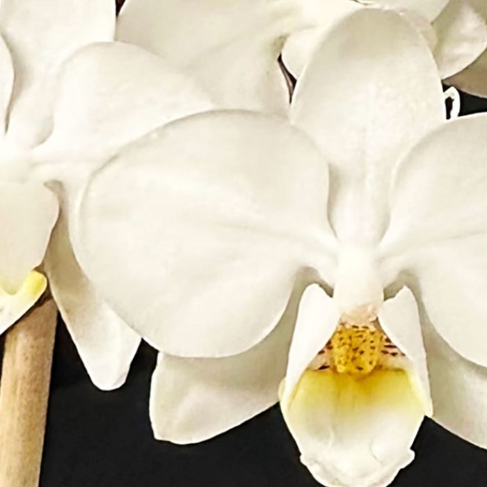 Phalaenopsis-Orchidee-Sebastien-Legere