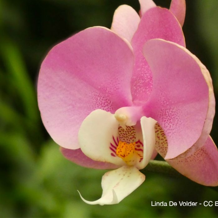 Phalaenopsis-culture-quebec