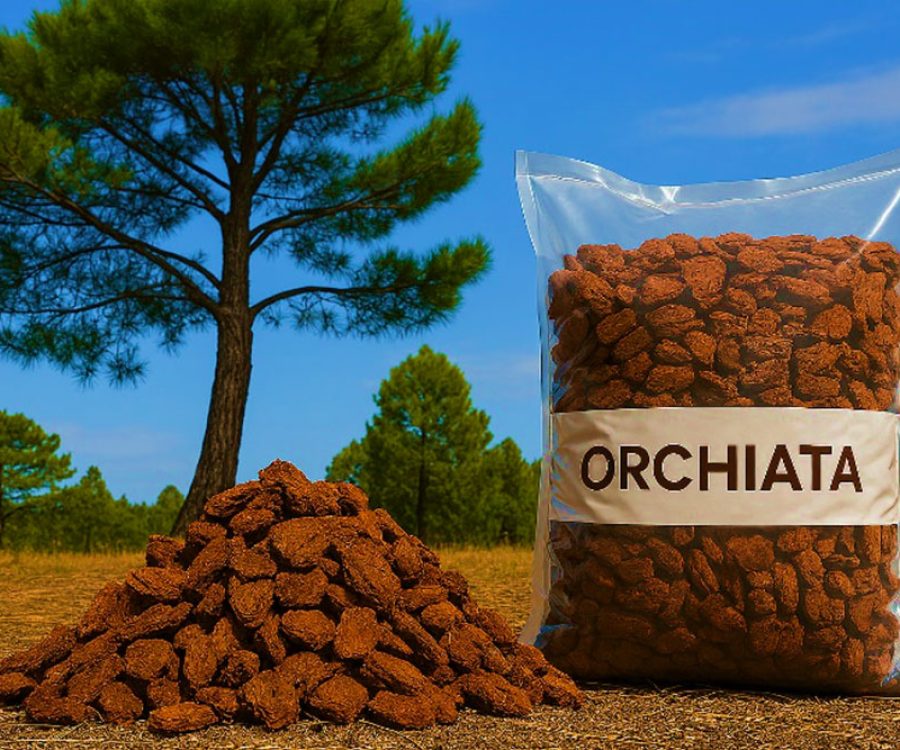 Quebec-Orchiata-culture-Orchidee