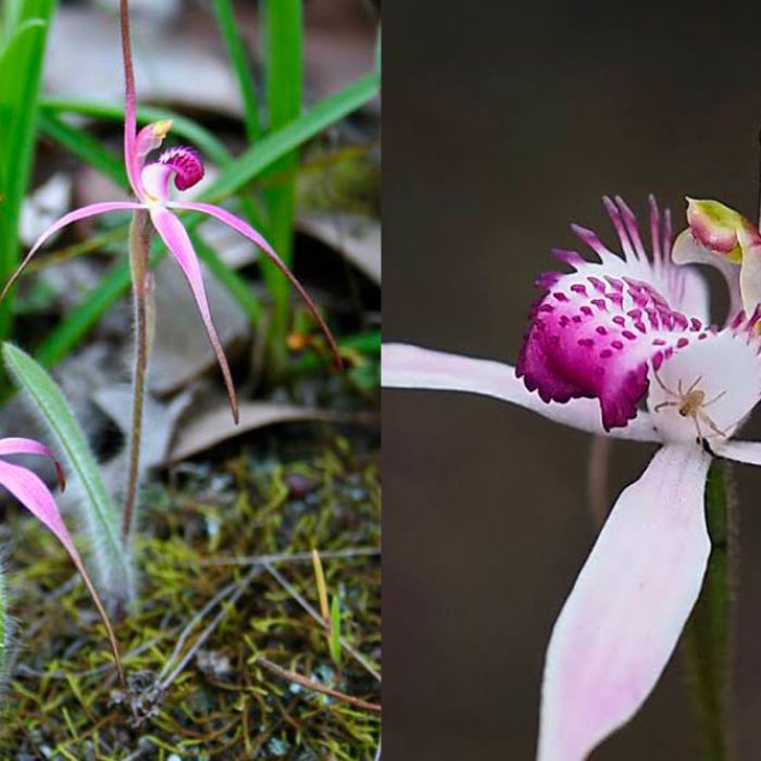 orchidee-Caladenia-rosella