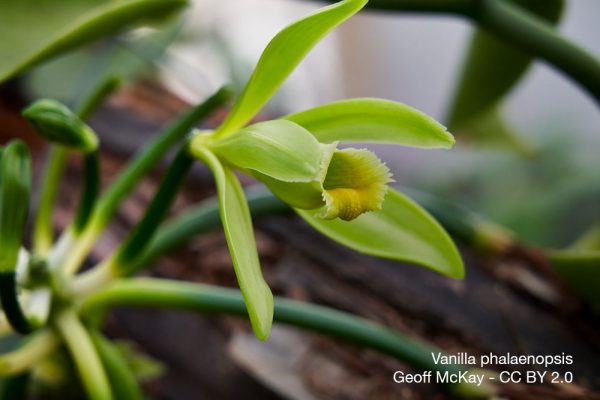 orchidee-Vanilla-phalaenopsis-quebec
