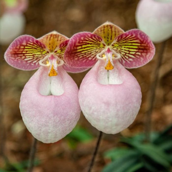 paphiopedilum-micranthum-780x520